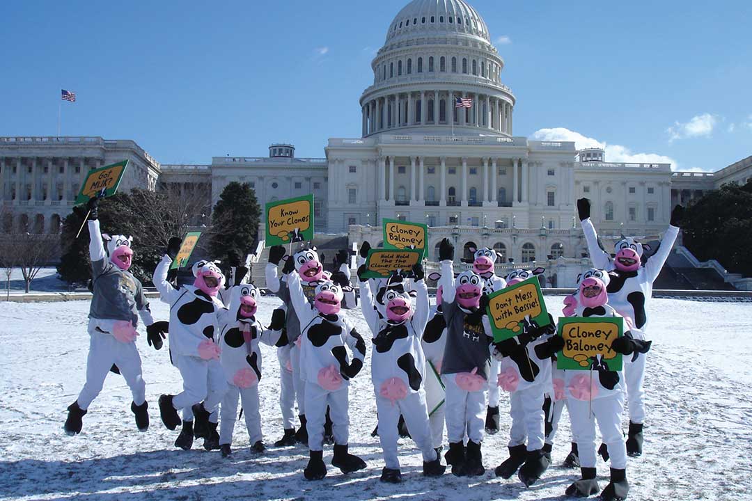 Lubie poprzebierani za krowy